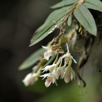 Dendrobium panduratum Lindl.
